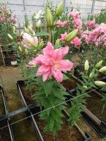 [5637 VH67 Younigue No01.JPG]